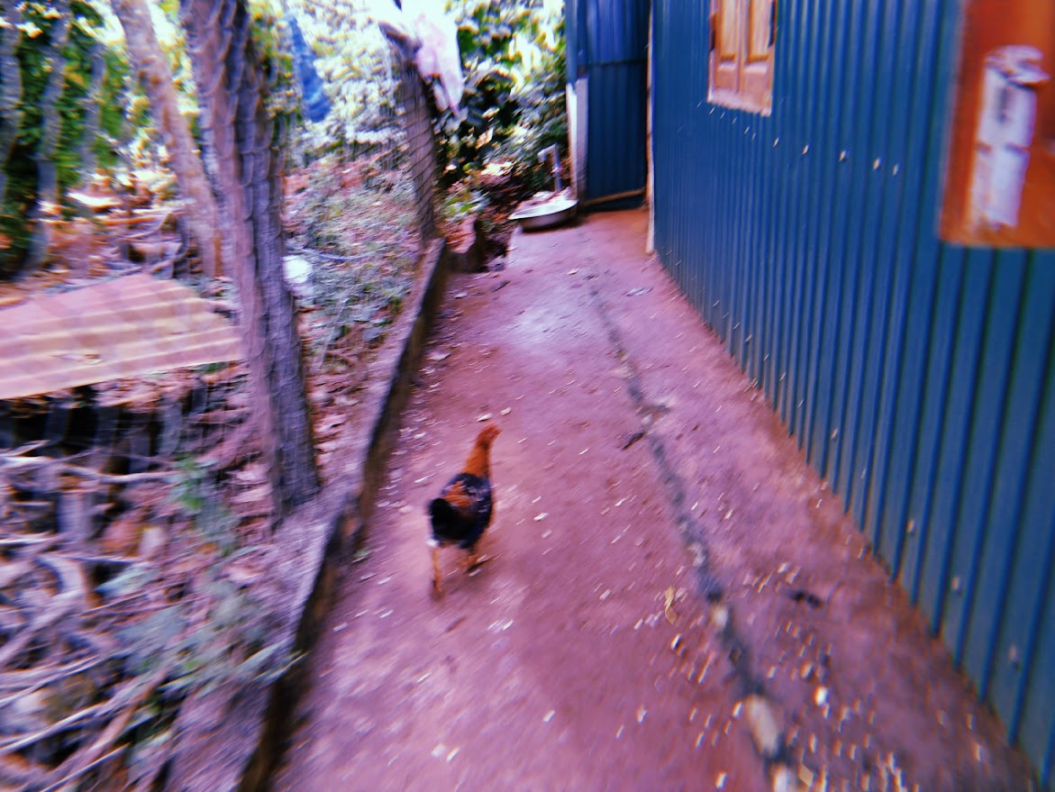 con gà và hạt cơm