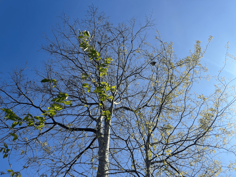 vẻ đẹp tự&nbsp;nhiên