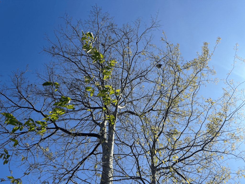 vẻ đẹp tự&nbsp;nhiên